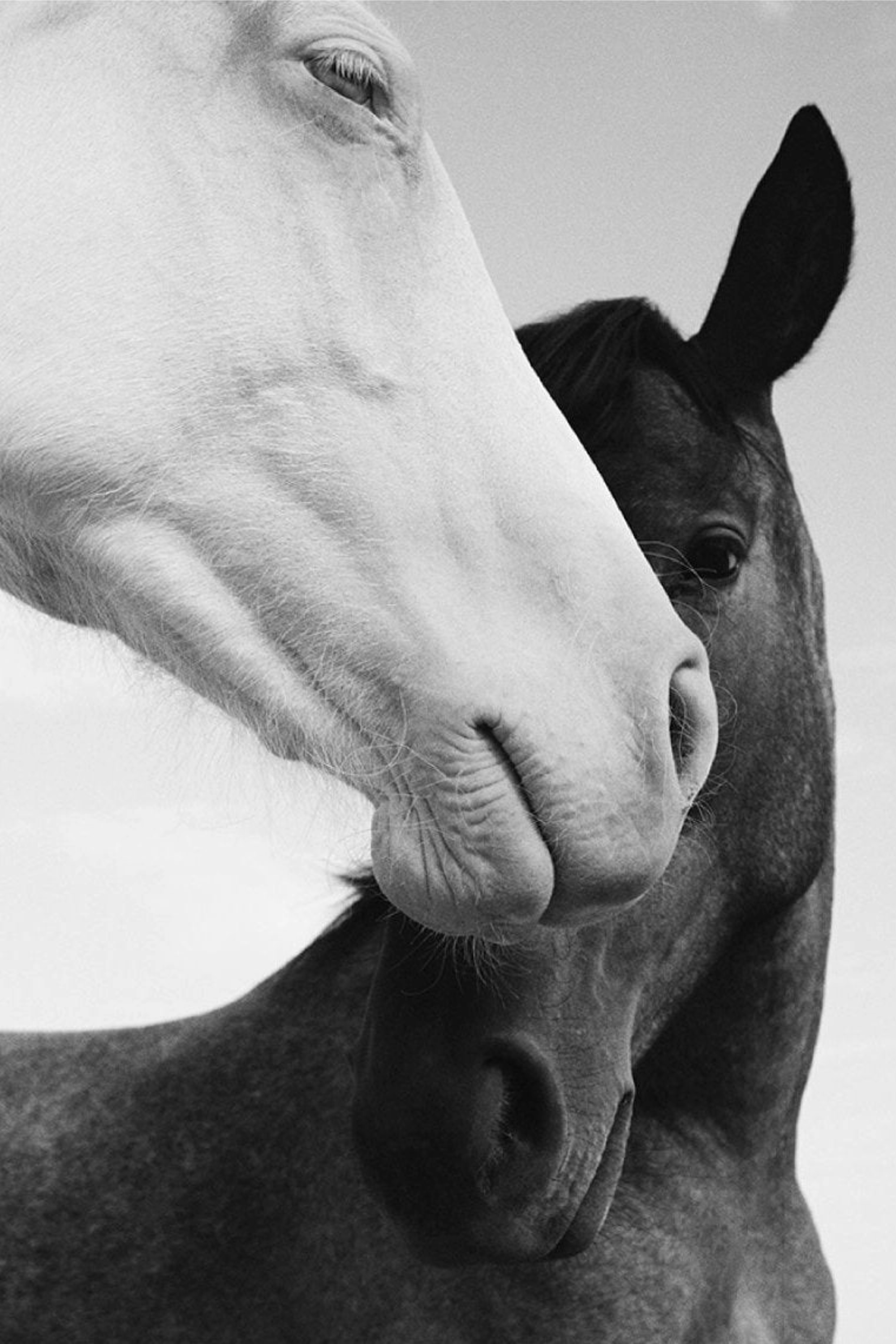 Black and white vintage-style graphic of two horses close together, a white horse in the foreground and a dark horse behind on a mineral-washed oversized equestrian tee. Sustainable 100% cotton cowgirl graphic t-shirt with distressed details, perfect for casual horse girl apparel and western-inspired outfits.