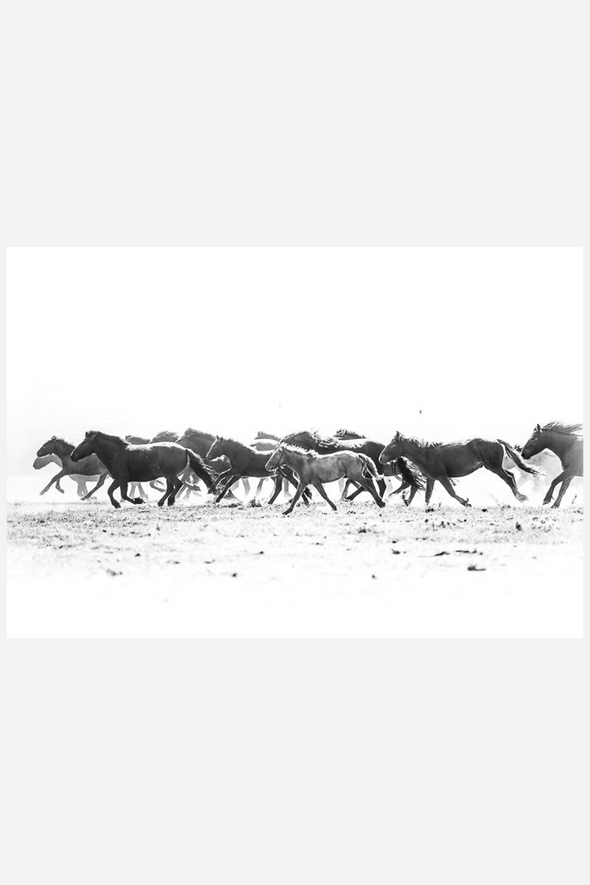 wildnis photography stylish equestrian echapper horse print