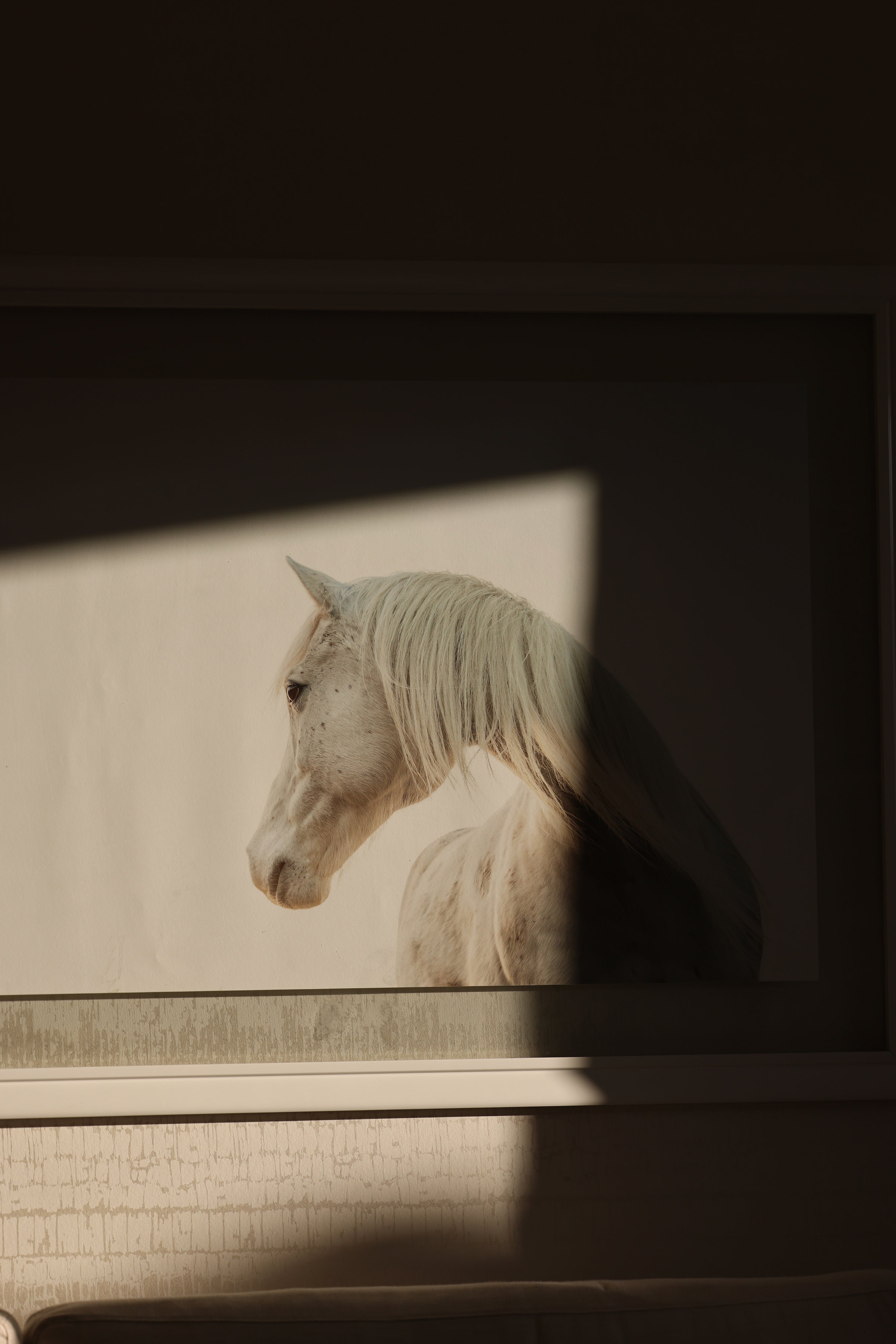 wildnis photography stylish equestrian snow white arabian horse art print