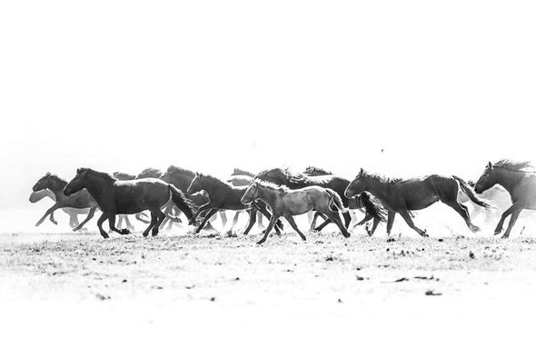wildnis photography stylish equestrian echapper equestrian horse print